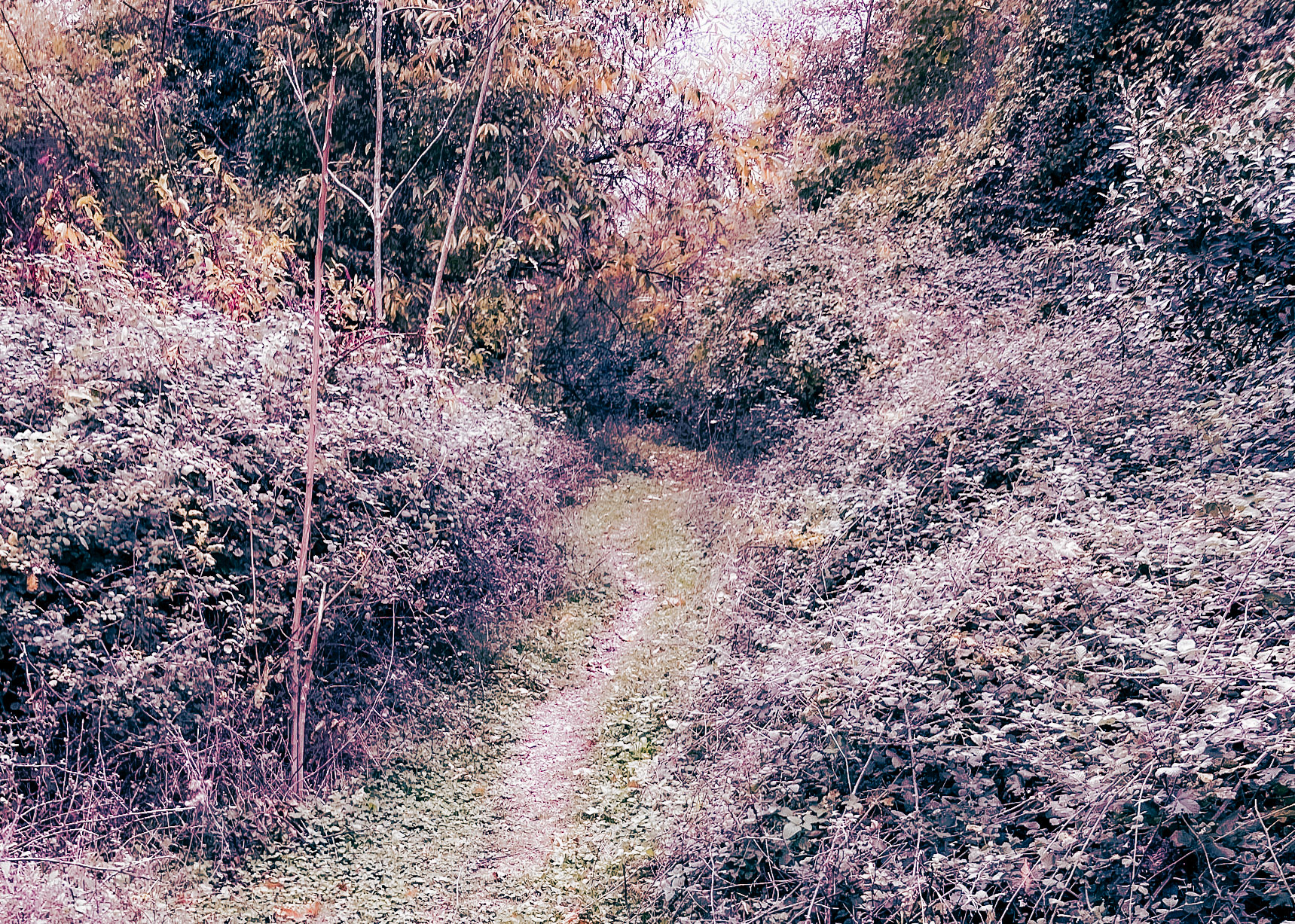 Tokatköy forest: a path