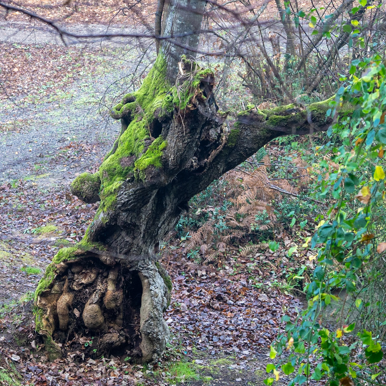 Bozhane forest: old tree by a stream