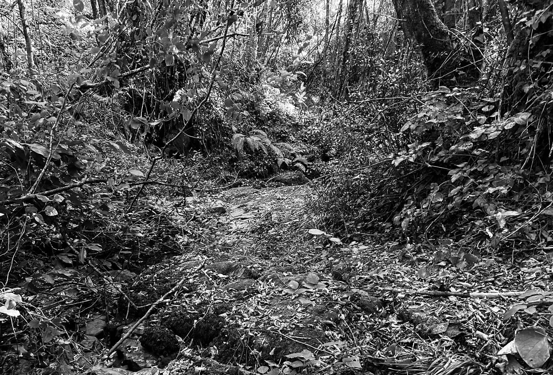 Ayhan Şahenk ledged streambed: streambed