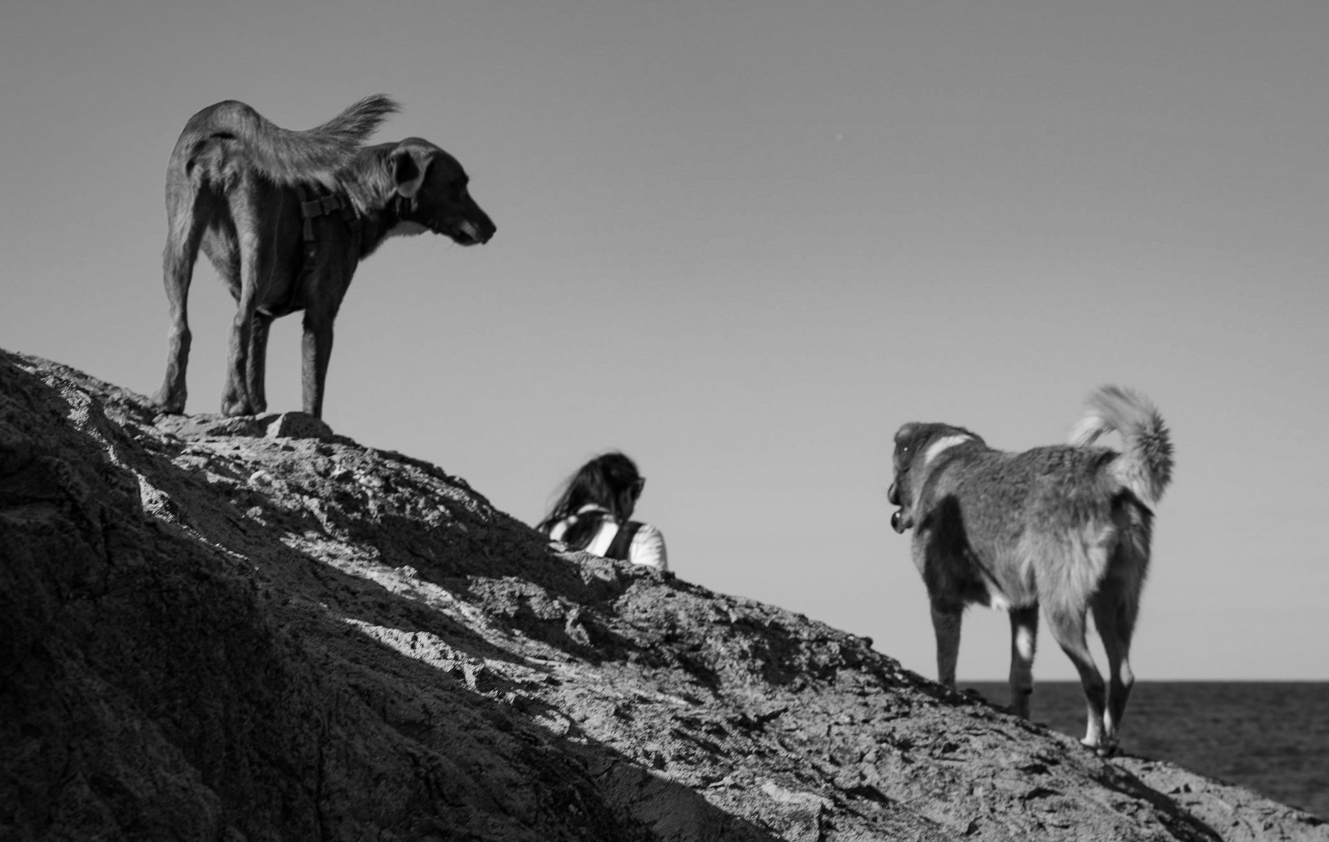 heading west along the line of the Black Sea: two dogs