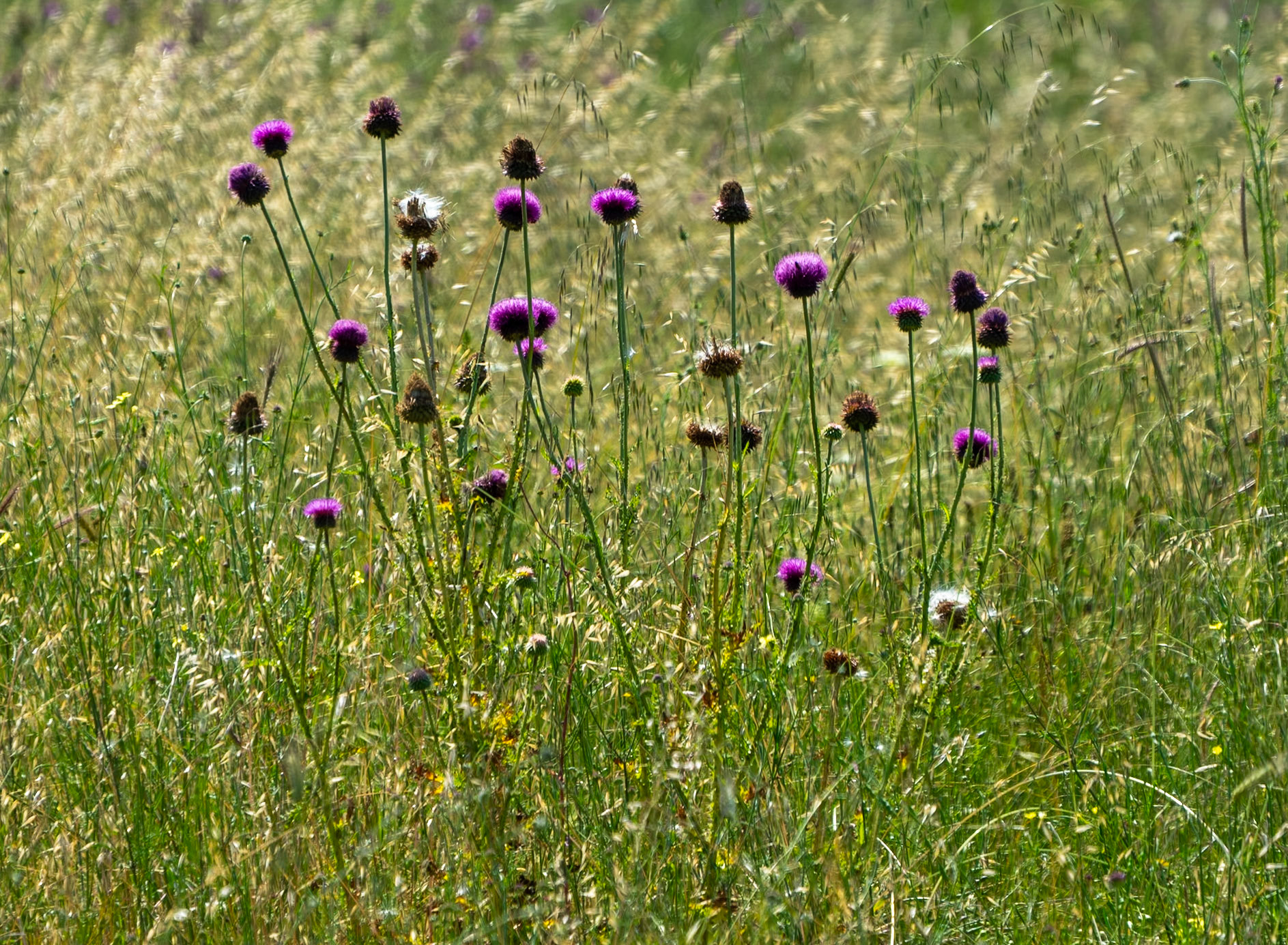 heading SW from Sazlıbosna: pink thistles