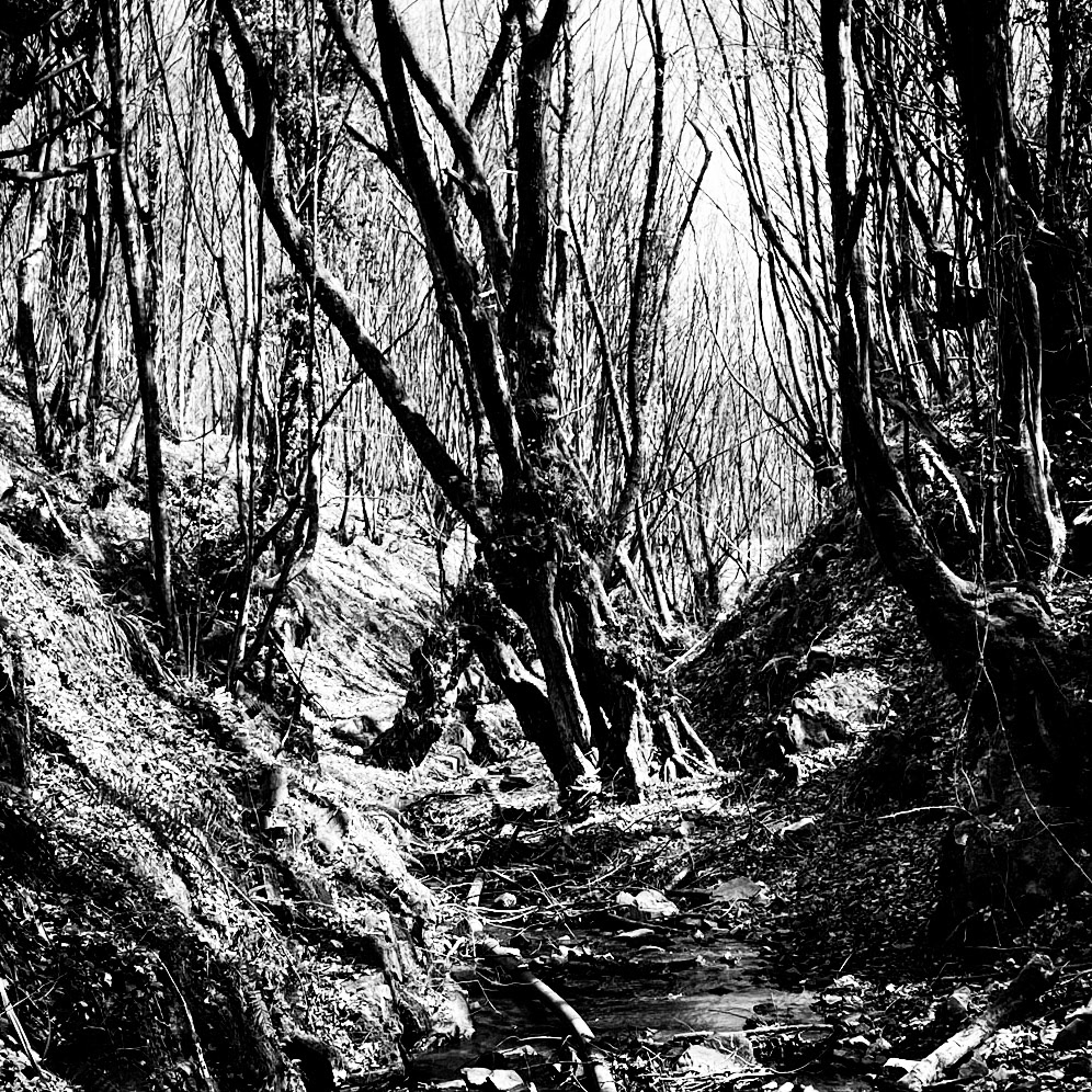 Zerzevat stream valley: triangular bone trees