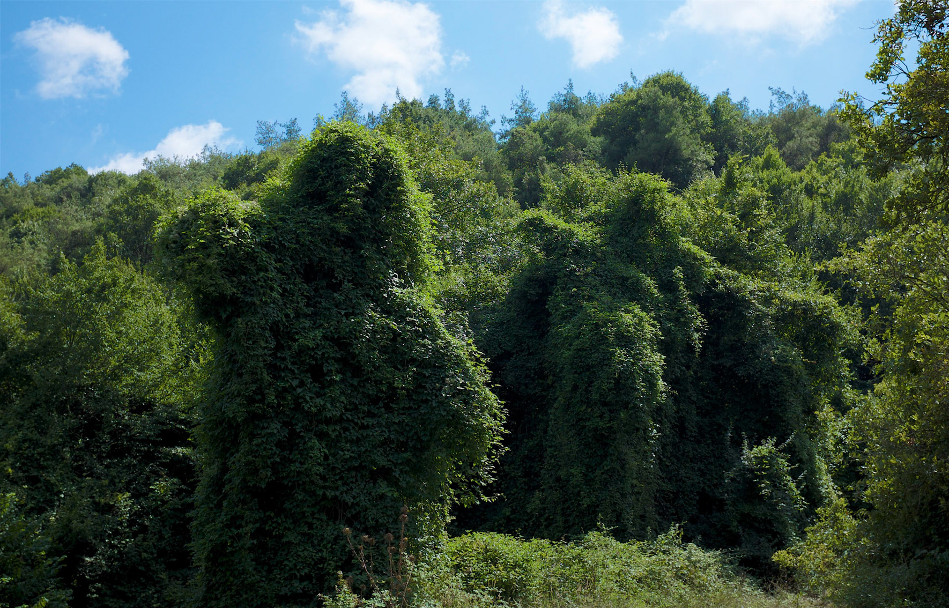 tree-bears charging at us on a forest track heading south for a while before we hit the 3rd bridge motorway