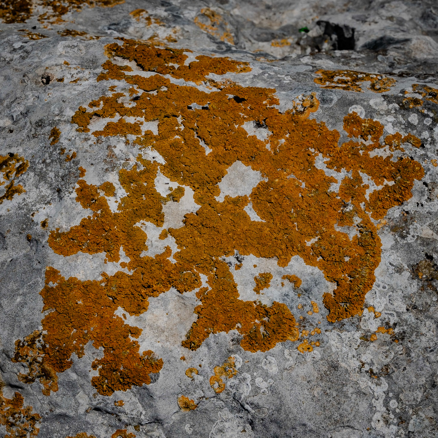 Kocabayır Hill: orange lichen growing on stone