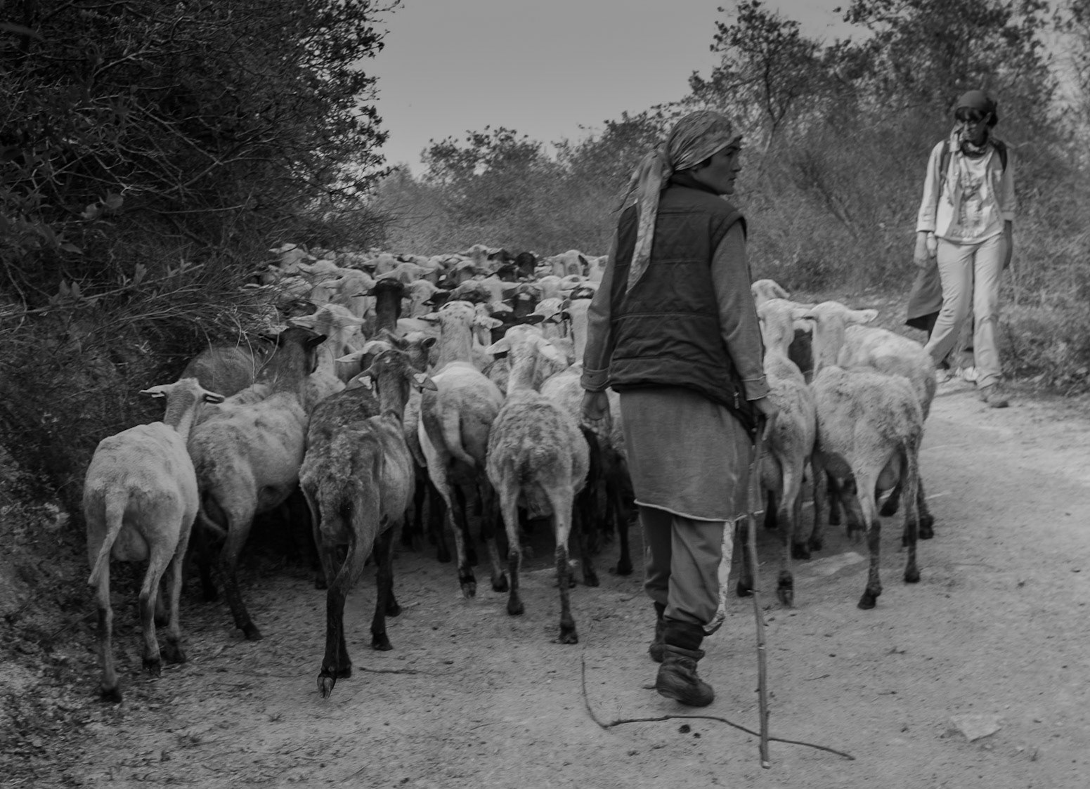 between Terkos and Boyalık: a flock of goats with their goatherdess (the goatherd was ahead)