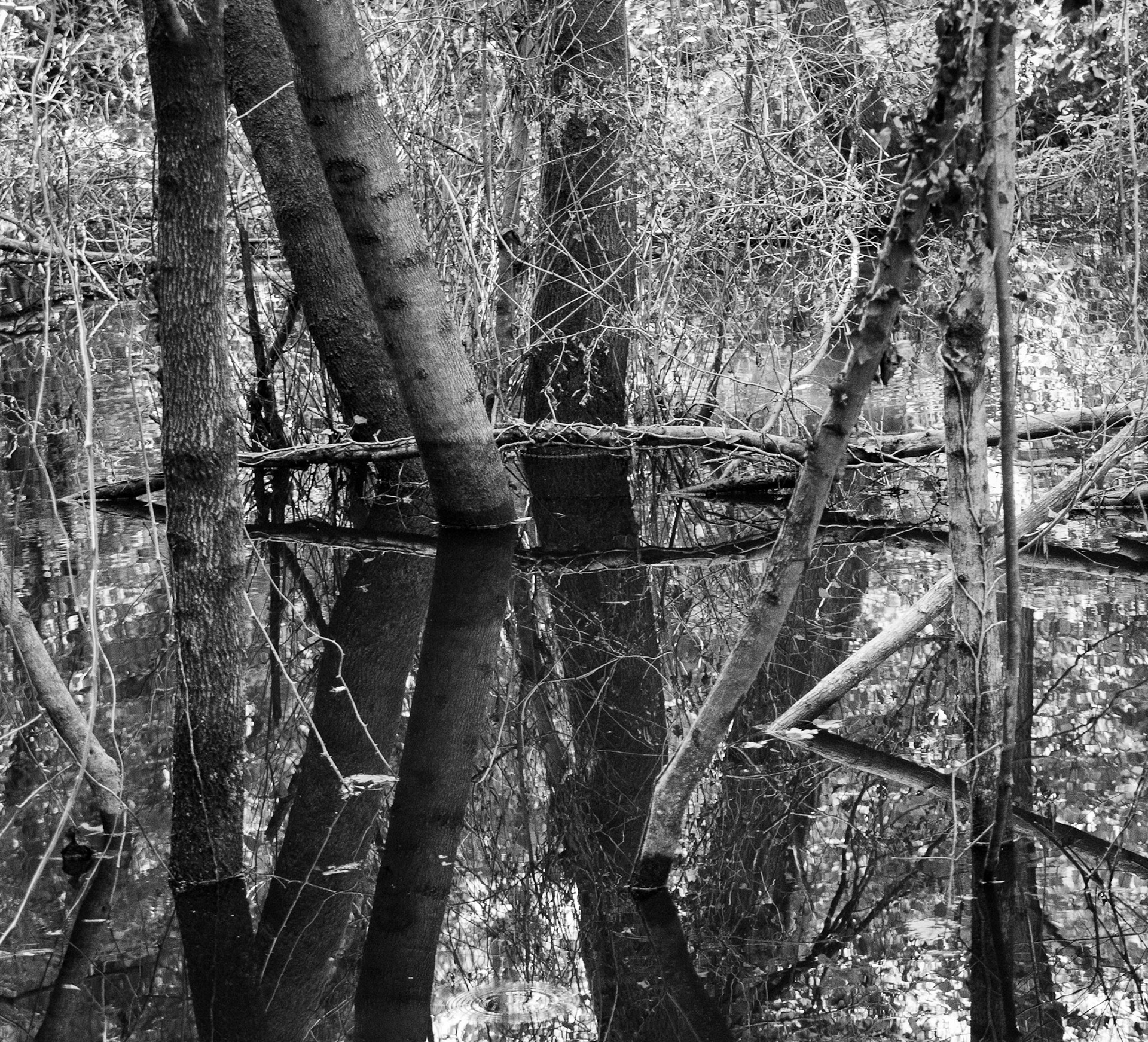 İmrahor swamp: trees &amp; reflections