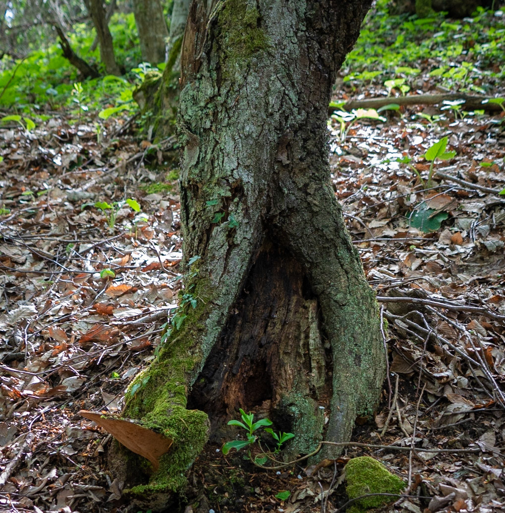 Polonezköy SW forest: half hollow tree