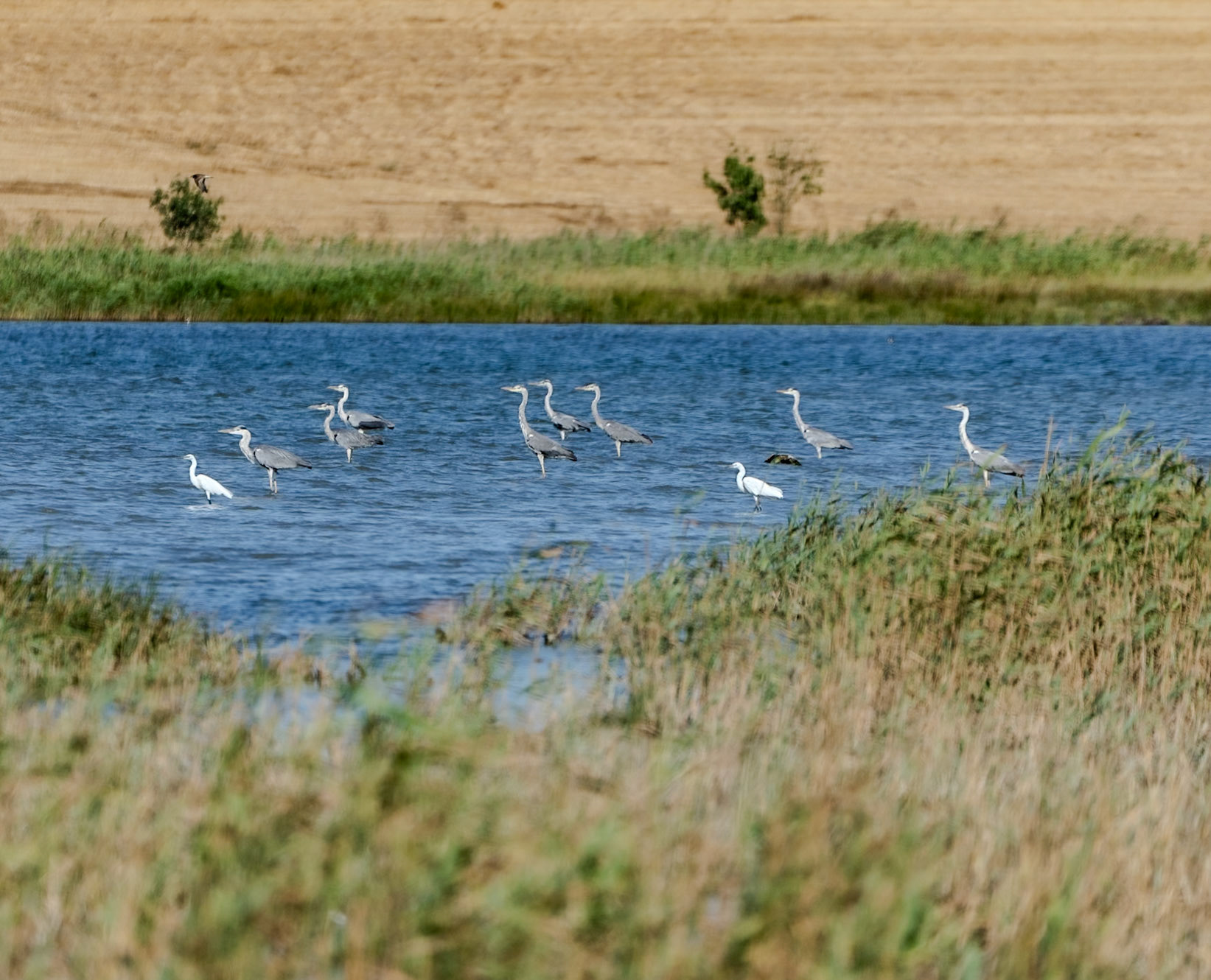 Kanarya: mature and young herons all looking the same way (because there's less resistence if they face the wind)