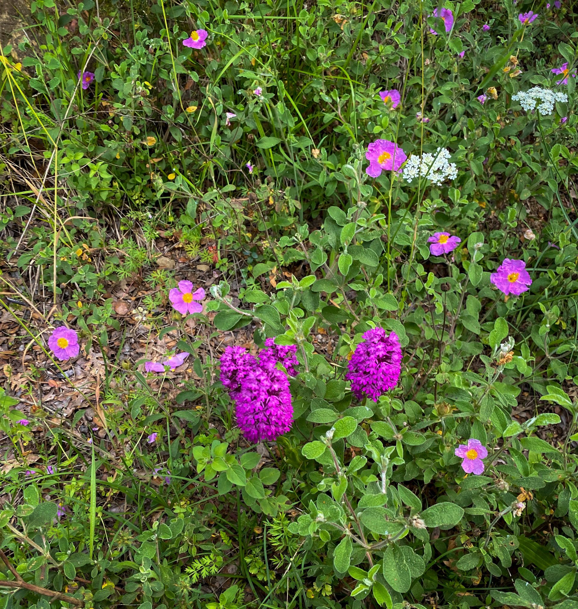 between Hasanlı and Sarıkavak hill: pink dog-roses and other pink flowers (what?)