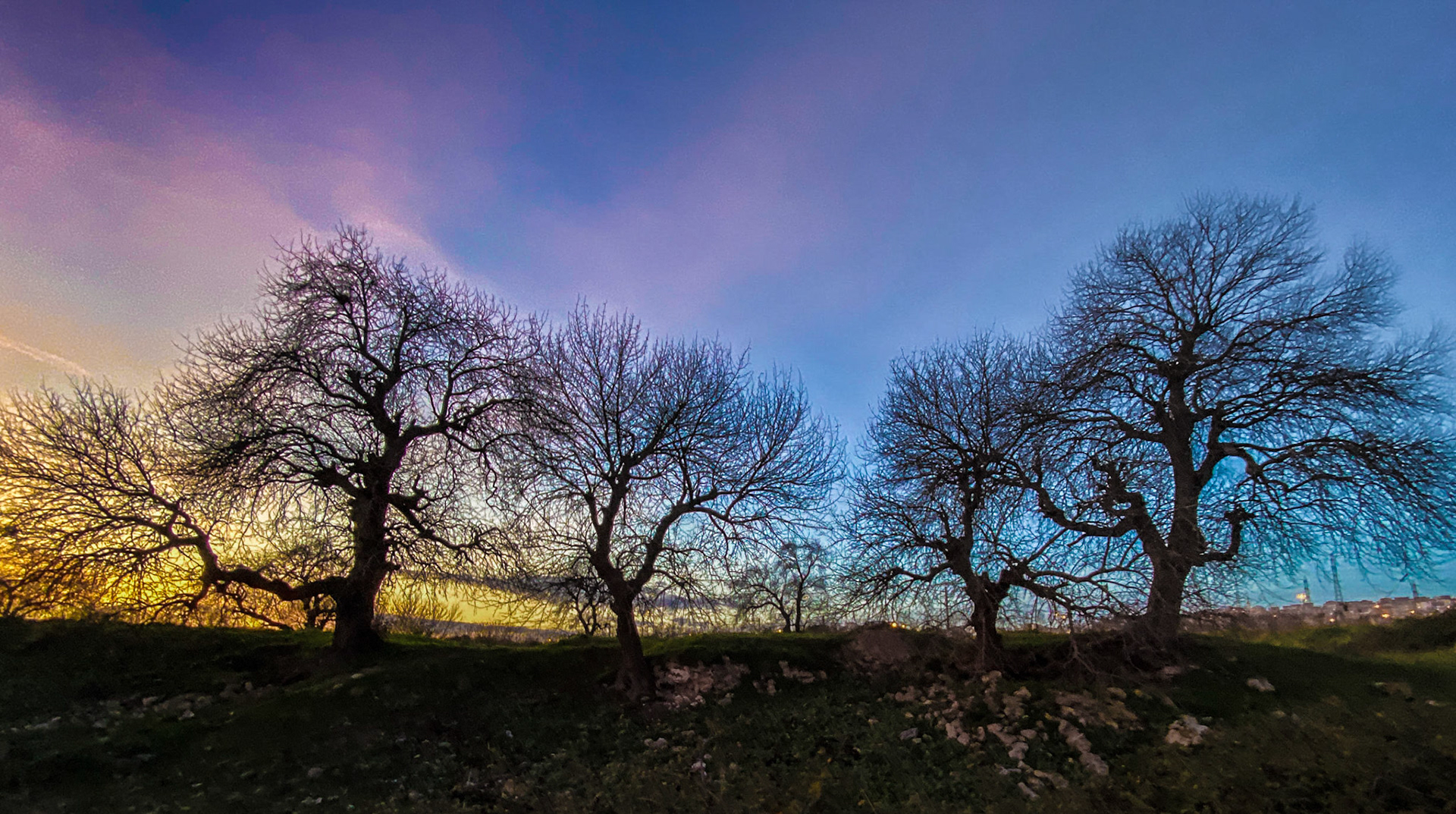 Melentiade: old oaks and wall at sunset
