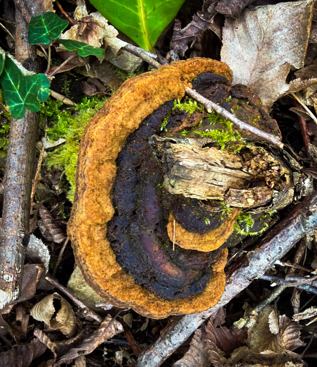 Kaymakdonduran wooded hill: gold and purple wood fungus