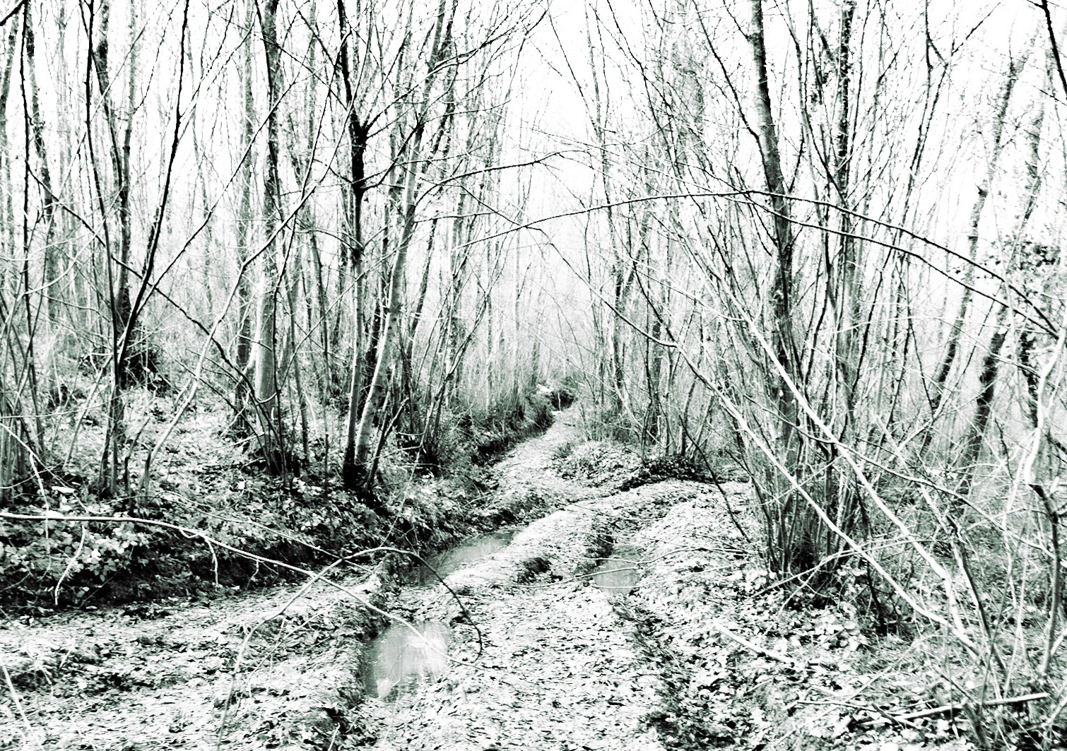 between Cumhuriyet and Polonezköy: wintry track