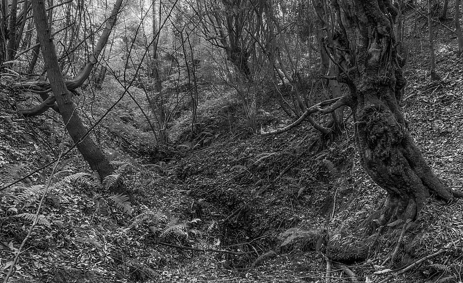 Kozlu valley: old tree