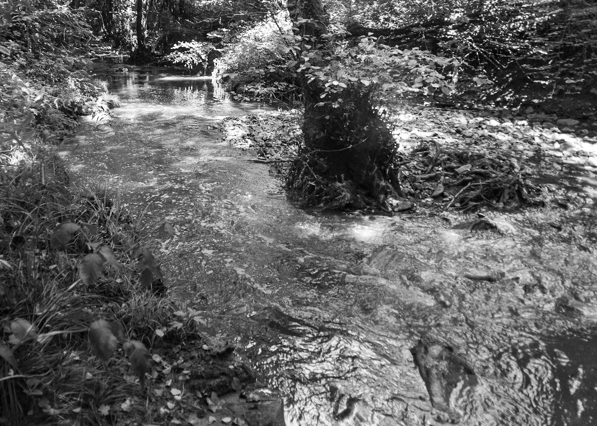 Kanlı forest: stream