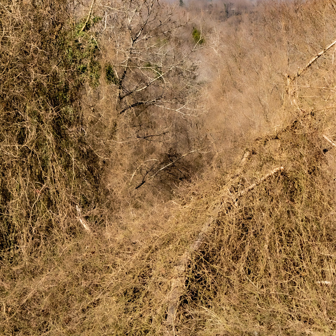 Kaymakdonduran woods: wintry jungle