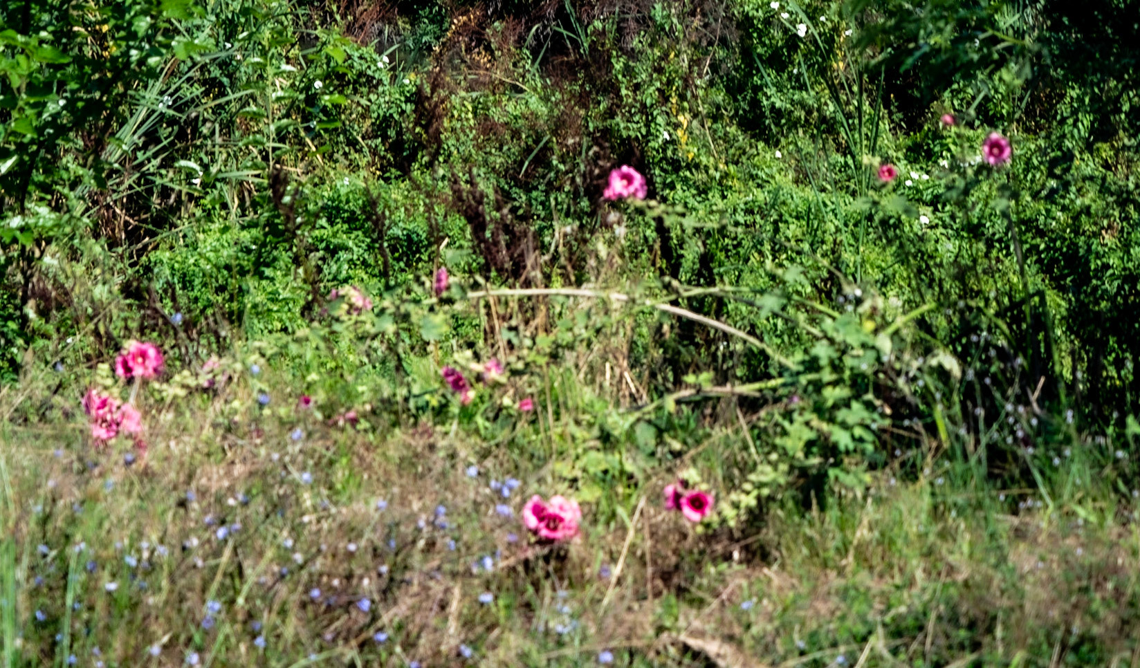 Çayǧız Deresi: pink flowers