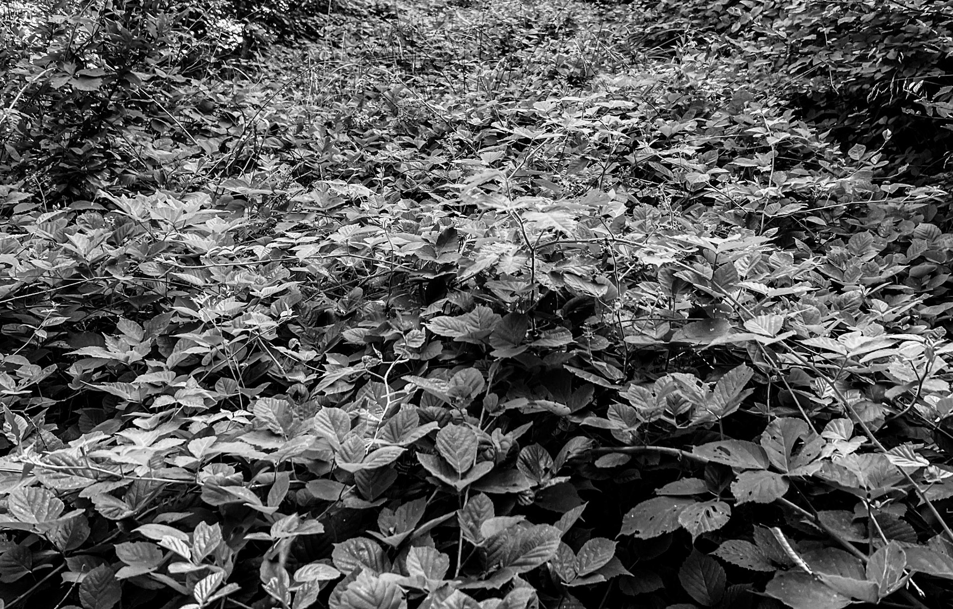Paşamandıra forest: sea of low brambles