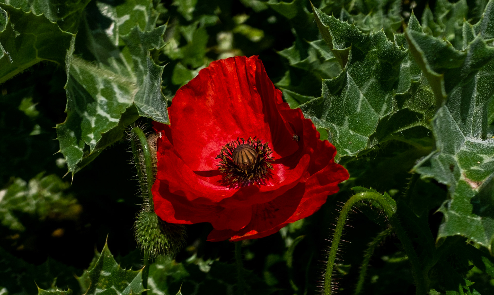 Germe: a scarlet poppy on a verge just west of the village centre.