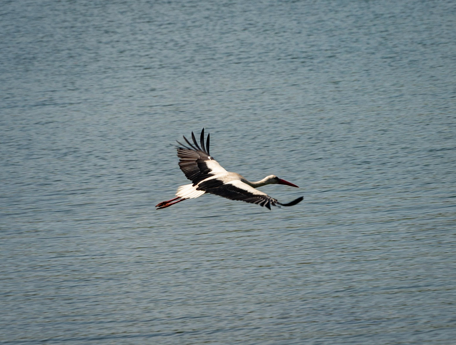 Sazlıdere reservoir: stork in flight
