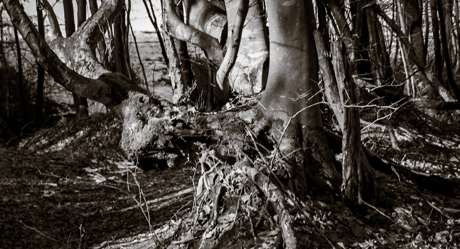 between Cumhuriyet and Polonezköy: old tree trunk