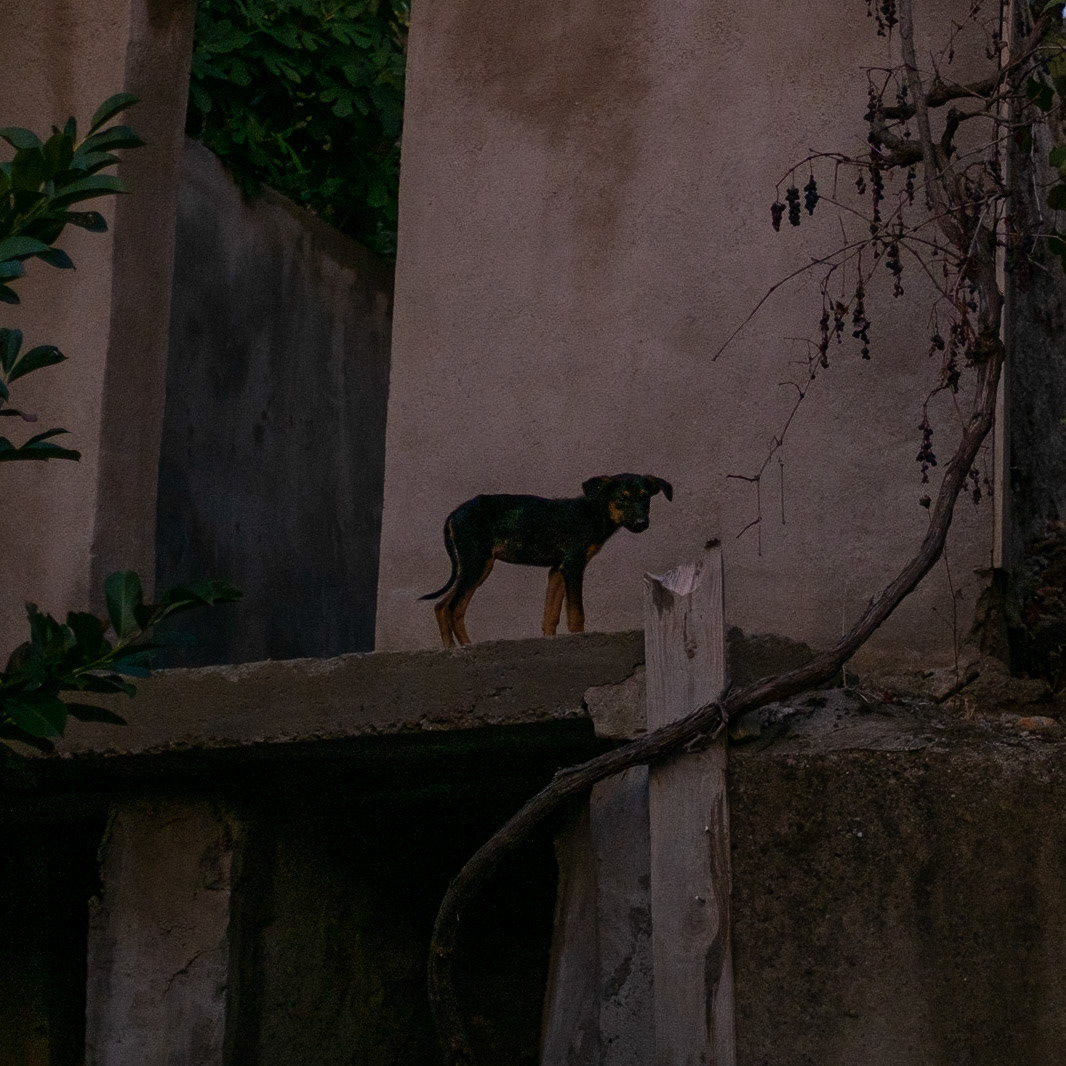 Karatay: little dog