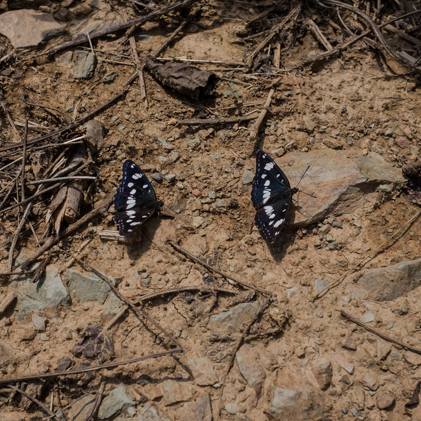 Haçımaşlı hill: two southern white admiral butterflies