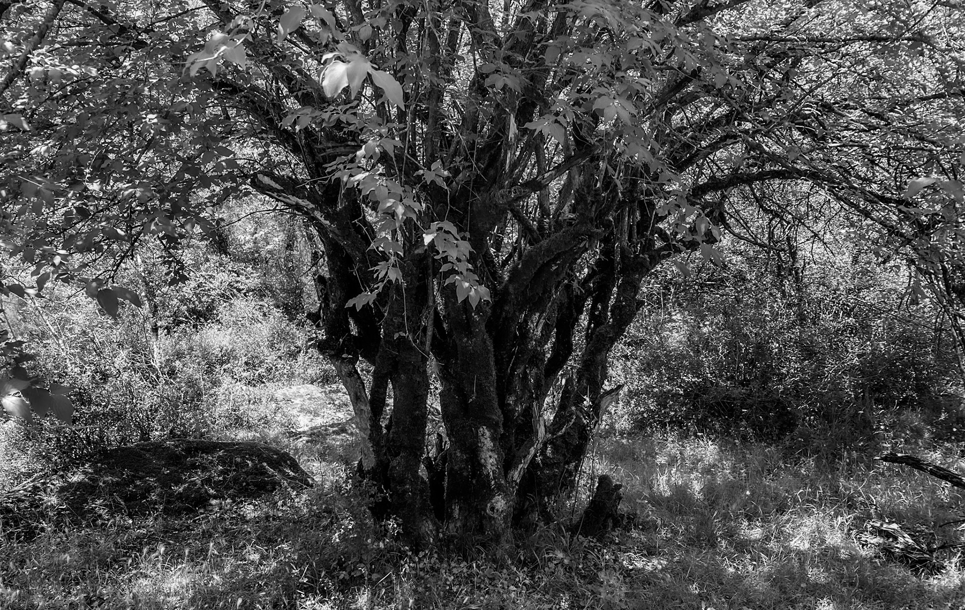 Sığırlık gorge: multiple tree