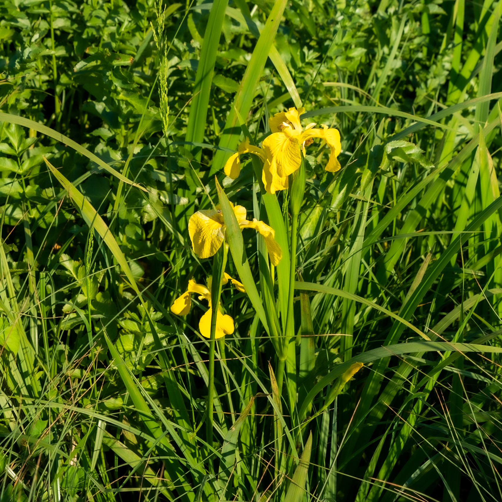 Germe's picnic pastures: a yellow flag iris in flower