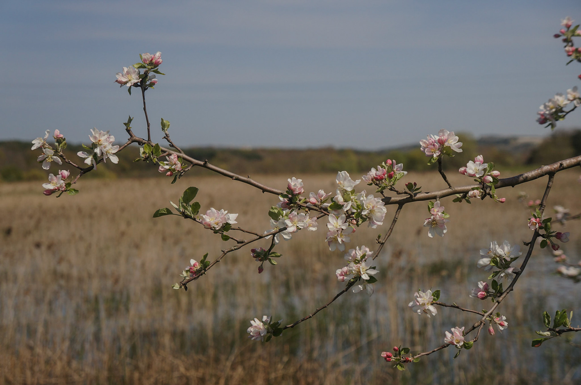 Terkos eastern marsh: a crab-apple branch in blossom