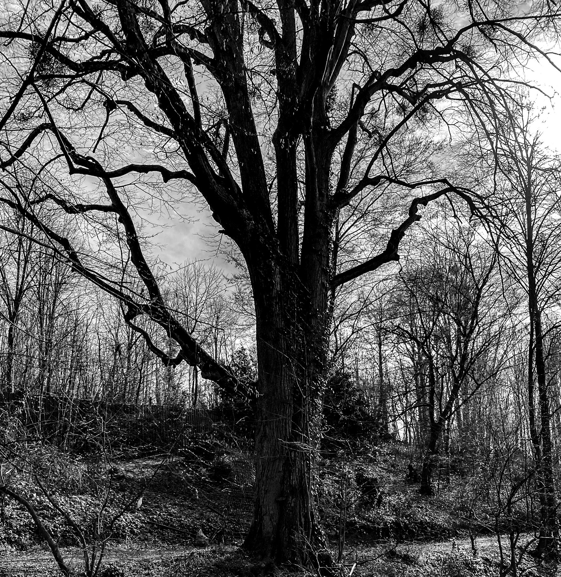 Kaymakdonduran woods: picnic area and old tree