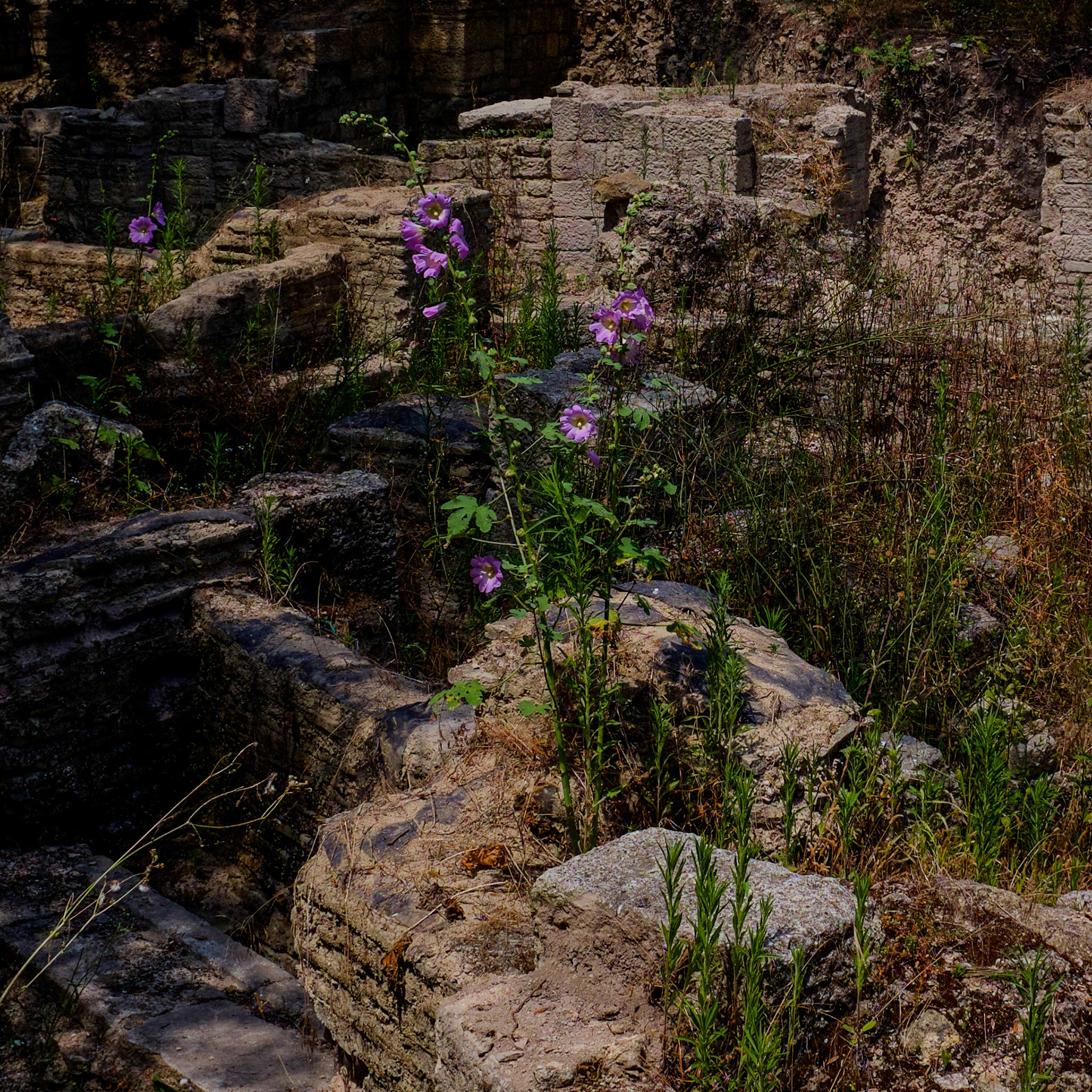 Bathonea (northern site): ruins and fingered hollyhock flowers