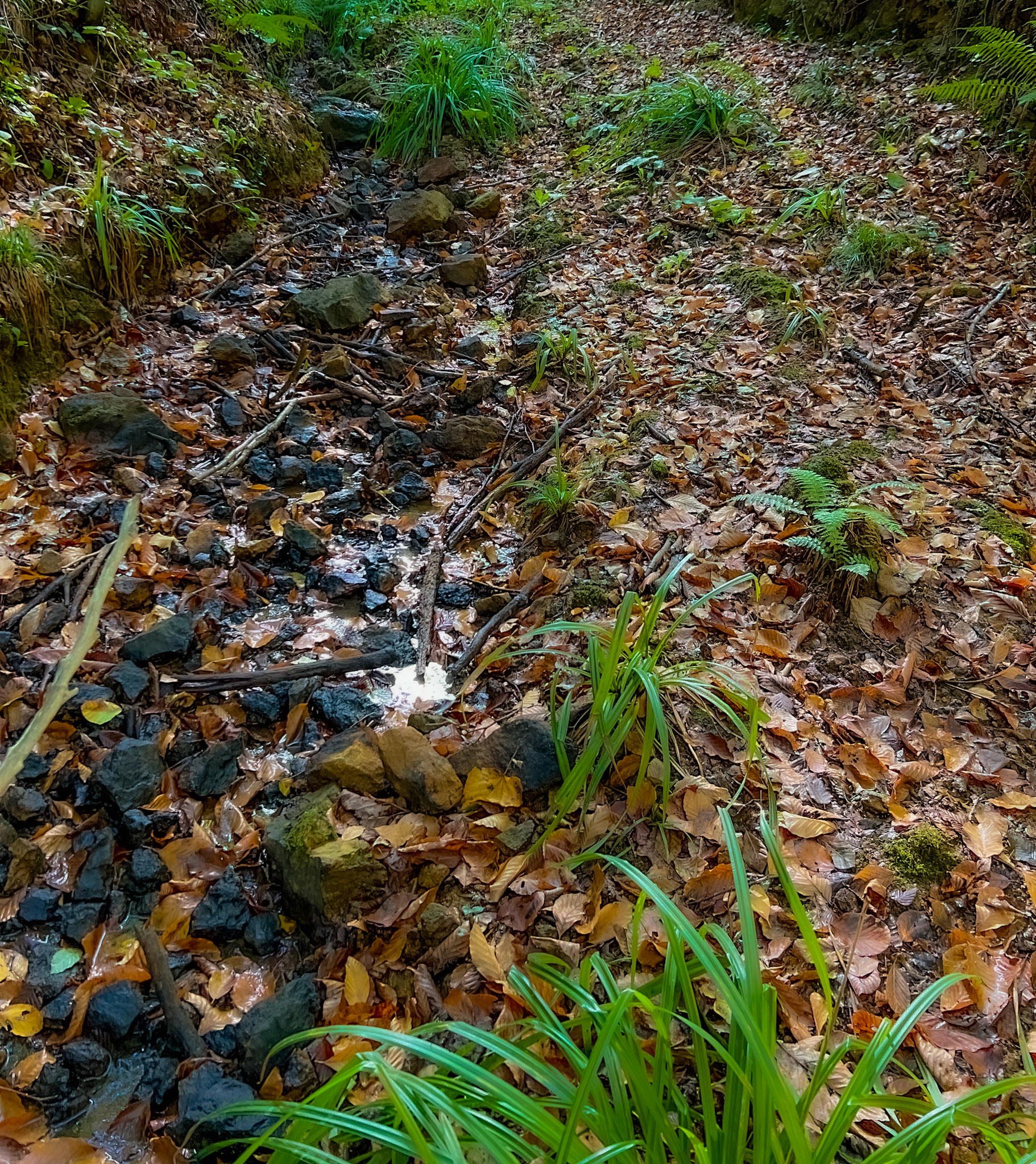 A Deǧirmen tributary streamwalk: stream and path
