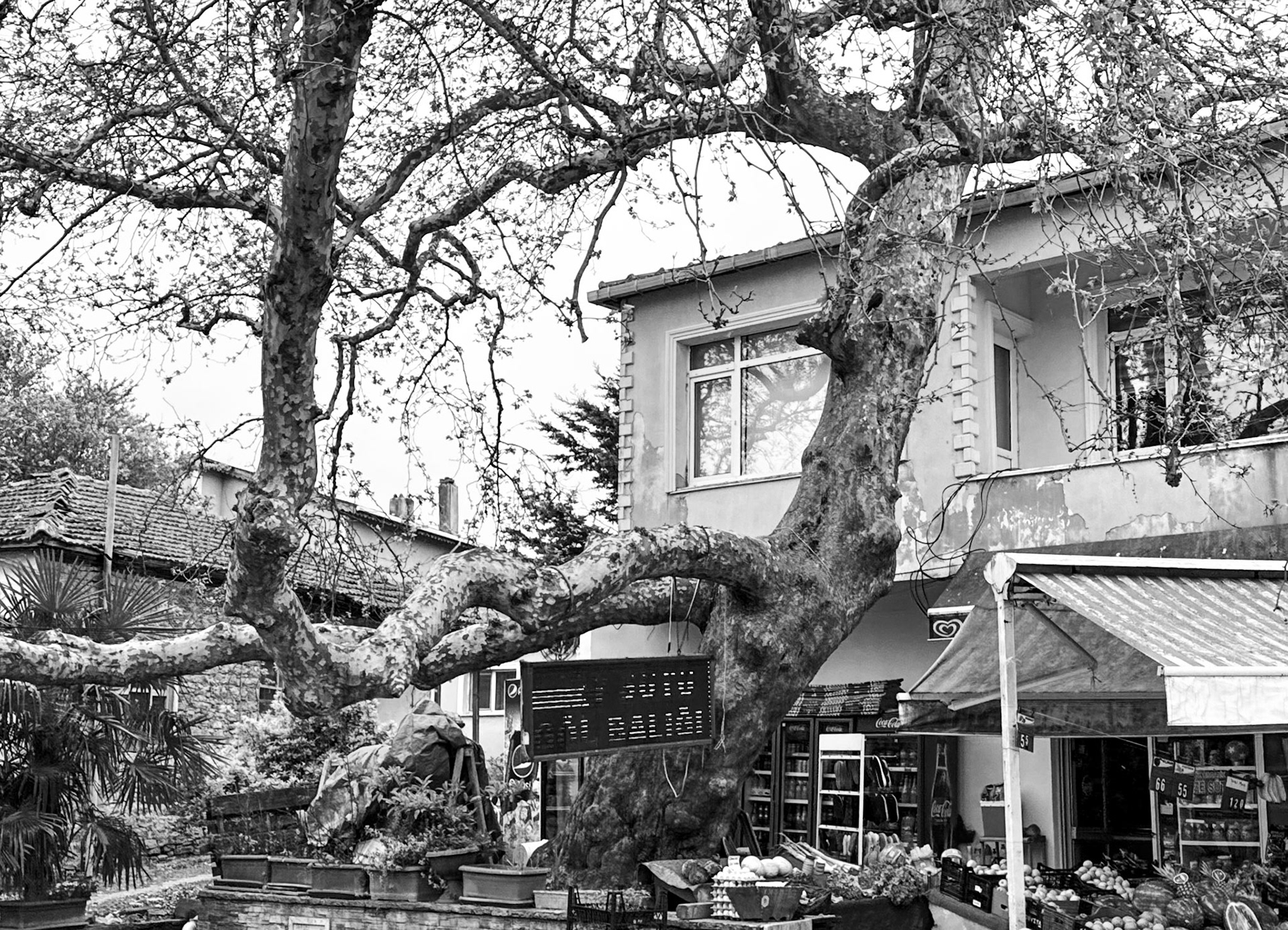 Terkos: the great plane tree