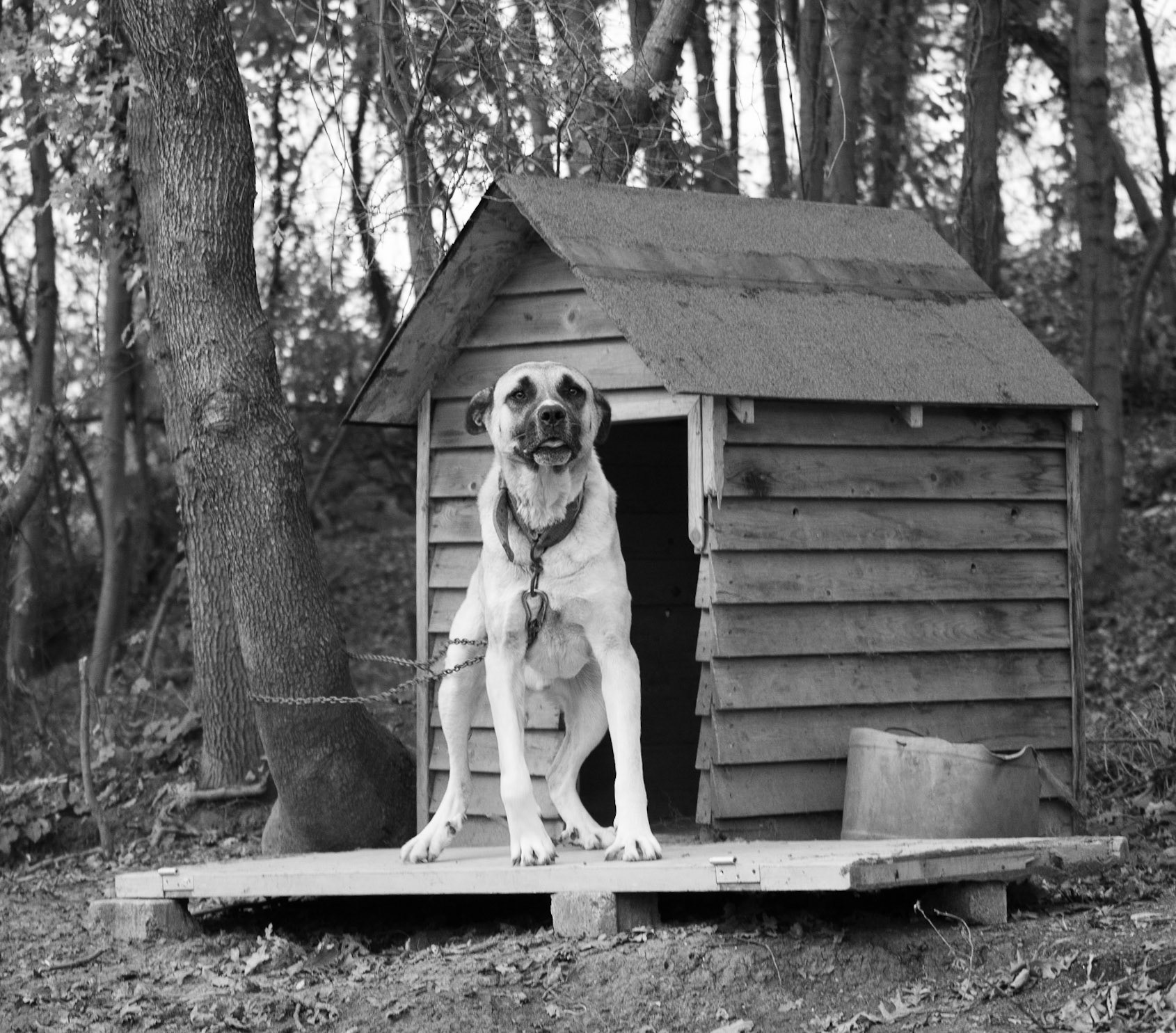 Alibahadır: chained guard-dog