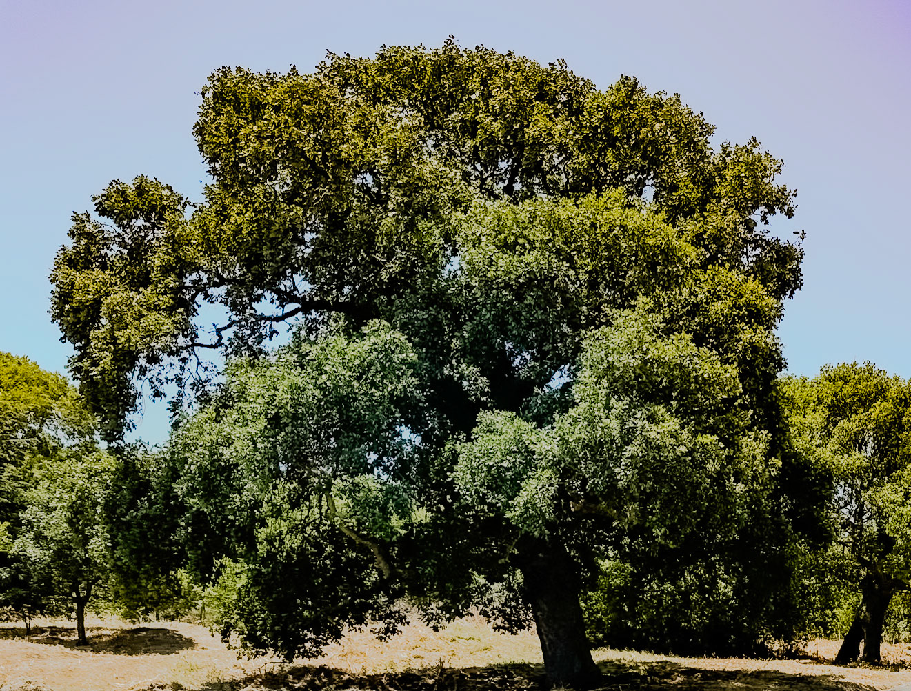 western Küçükçekmece lakeside and woodland: a mature tree