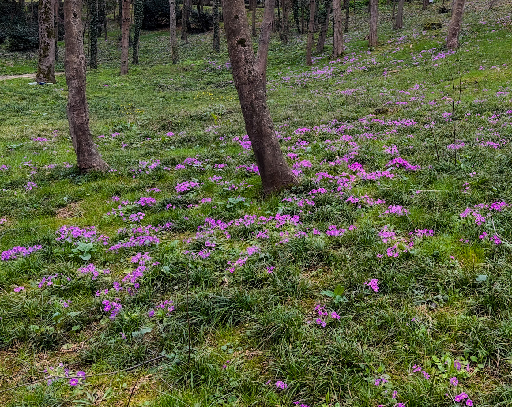 Beykoz Koru: primroses amongst the grass and trees
