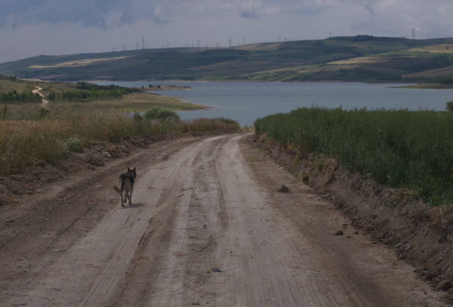 on the way out of Sazlıbosna heading towards the Sazlıdere reservoir: our canine companion for the day leads the way
