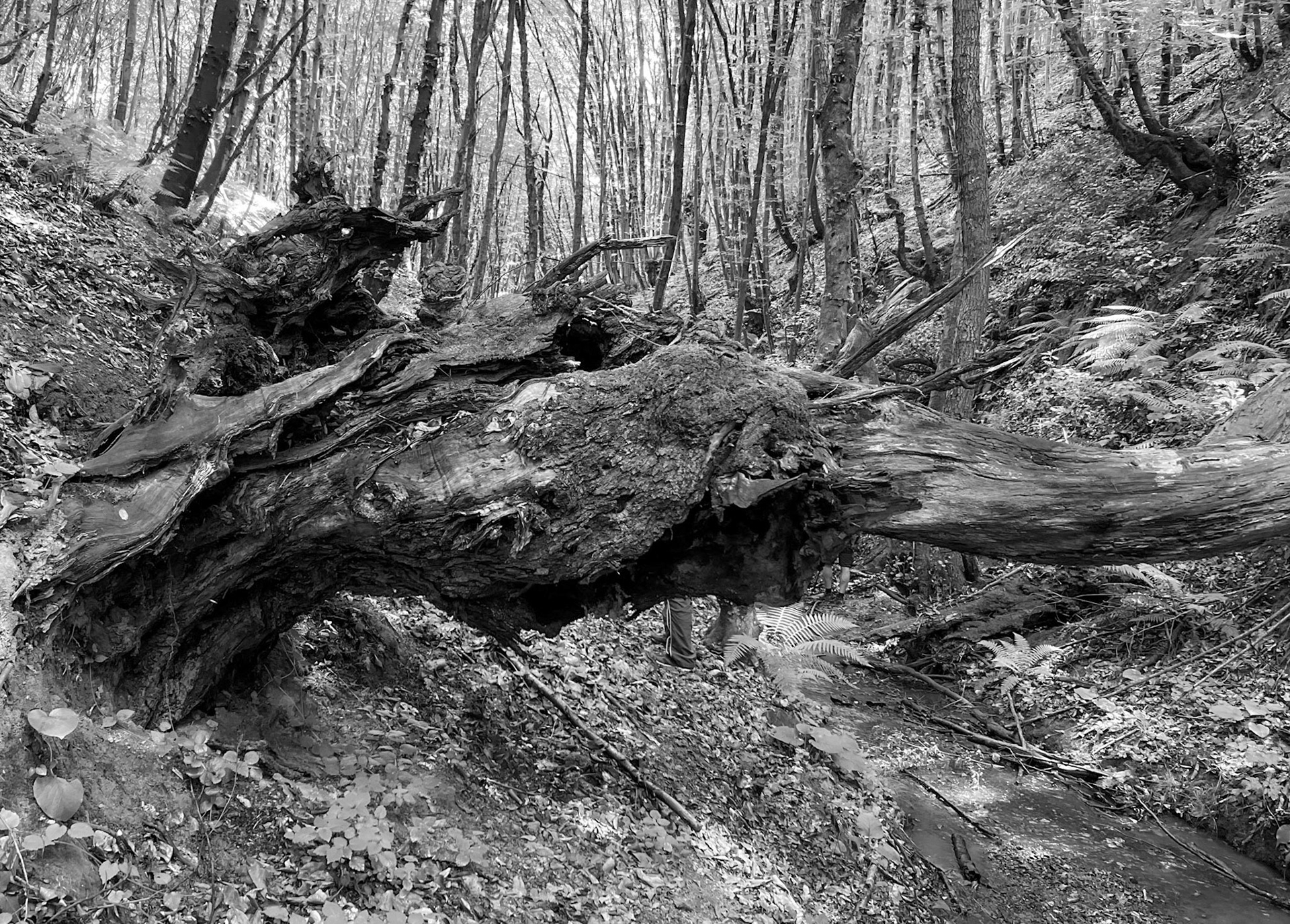 Zerzevatçı streamwalk: a horizontal tree