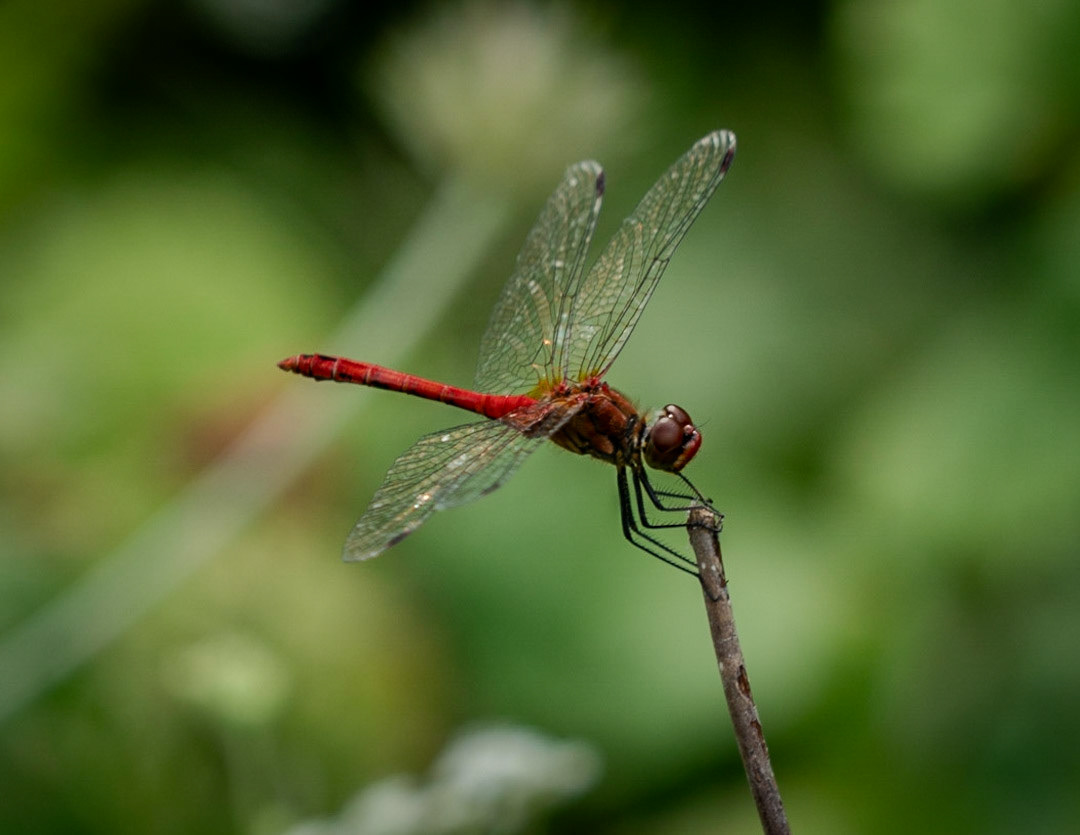 between Terkos and Germe: a rust-coloured dragonfly