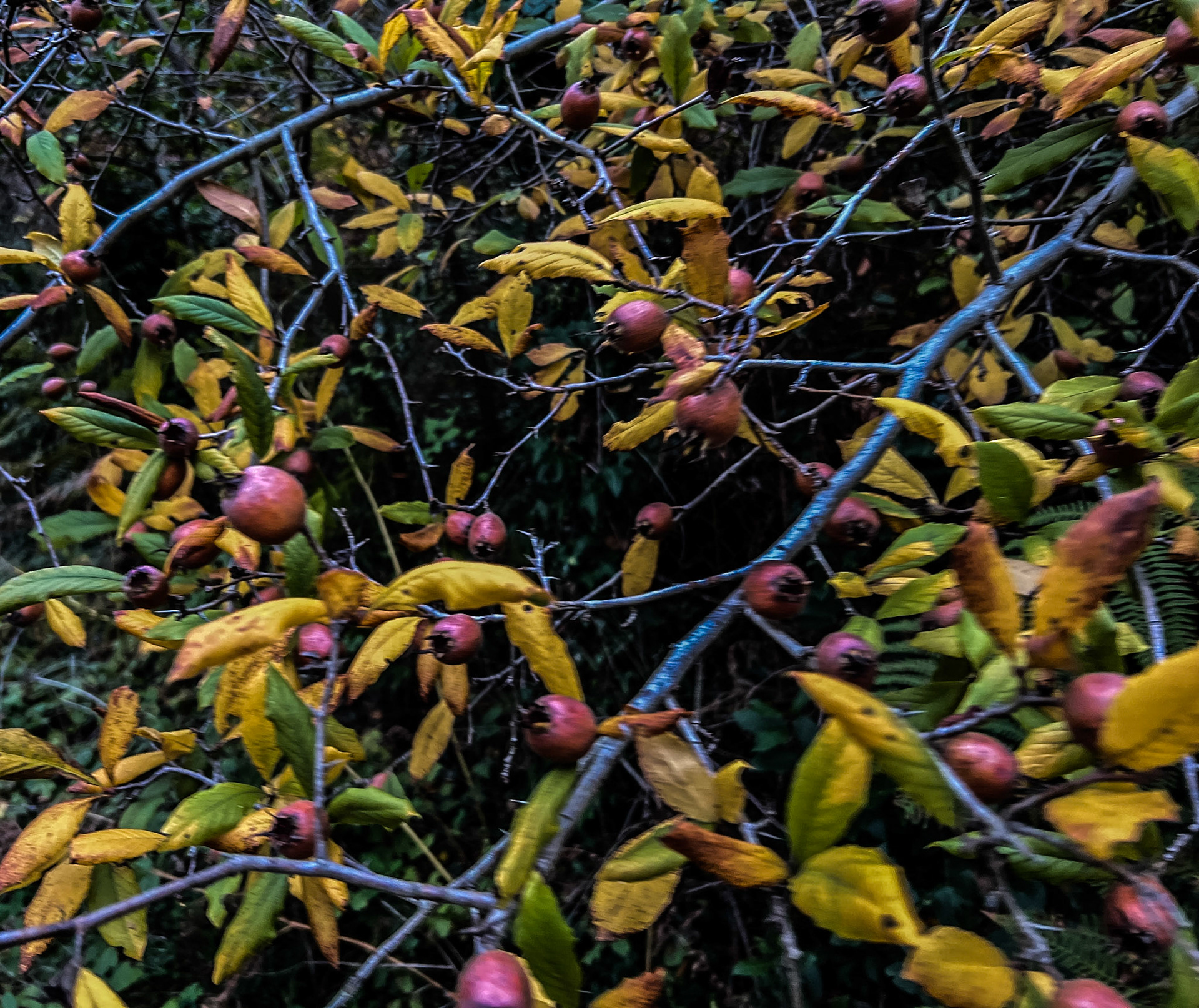 Tokatköy forest: haws