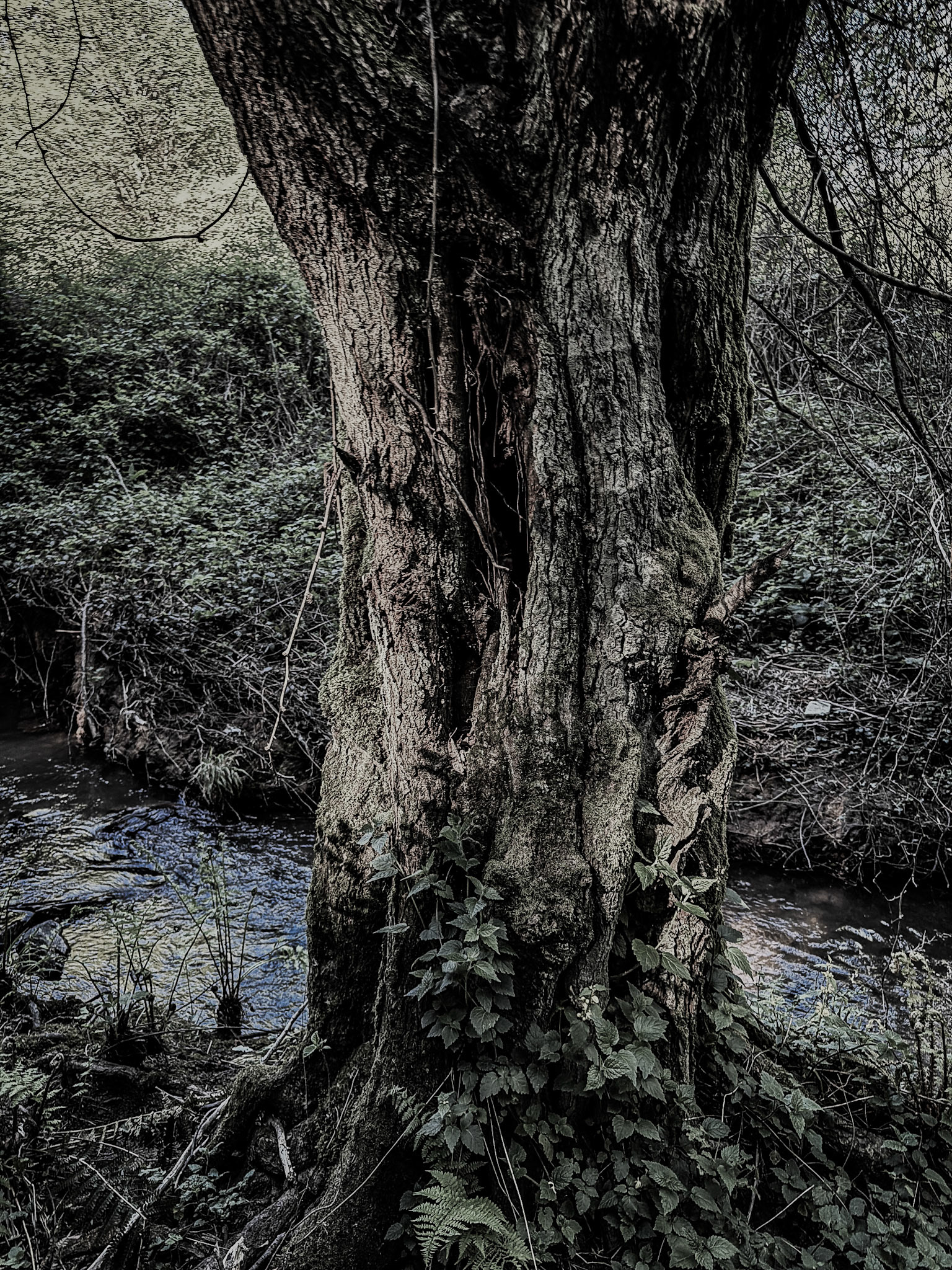 Polonezköy forest, Tabiat Parkı streamside walk: older tree