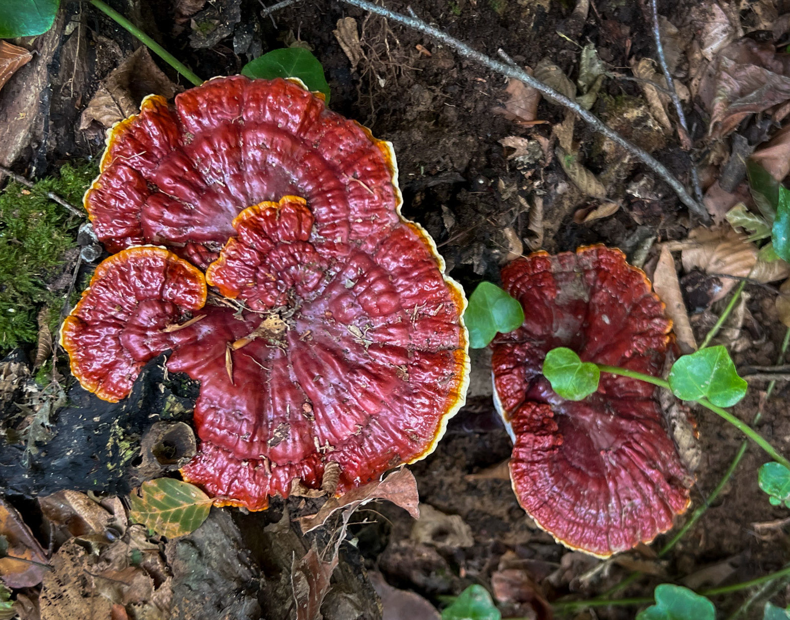 Zerzevat east streamwalk: red, yellow and white wood fungus