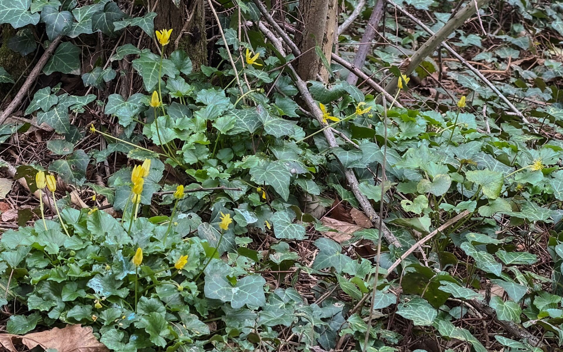 Kaymakdonduran threatened wood: yellow flowers in a bed of ivy
