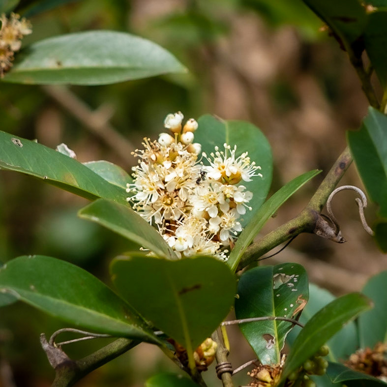 Paşamandıra woodland: bay in flower