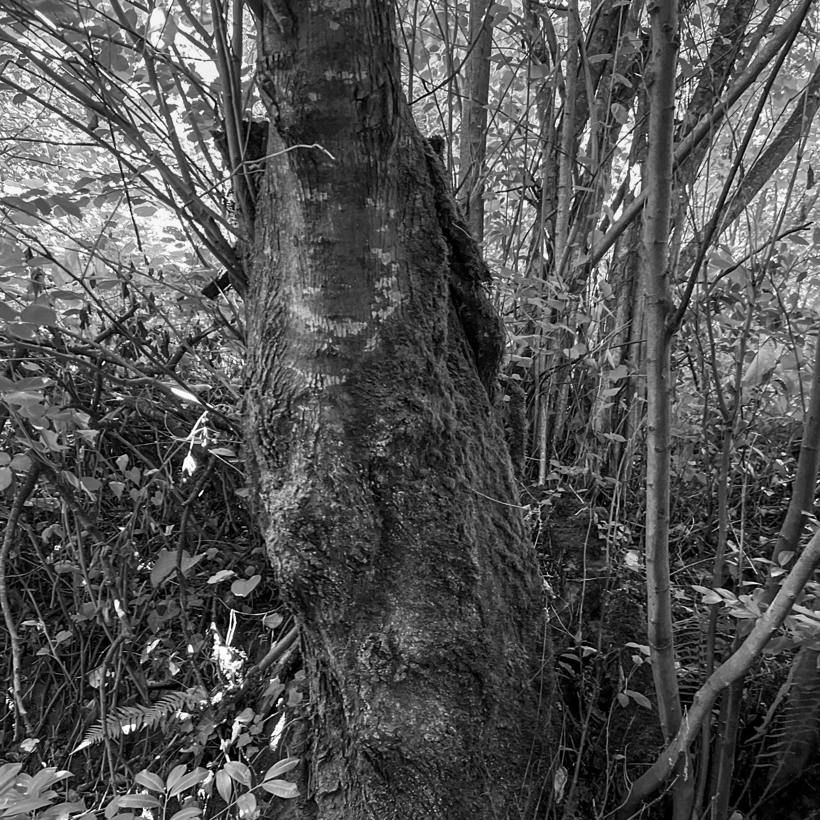 one of Deǧirmen’s western tributaries: older tree