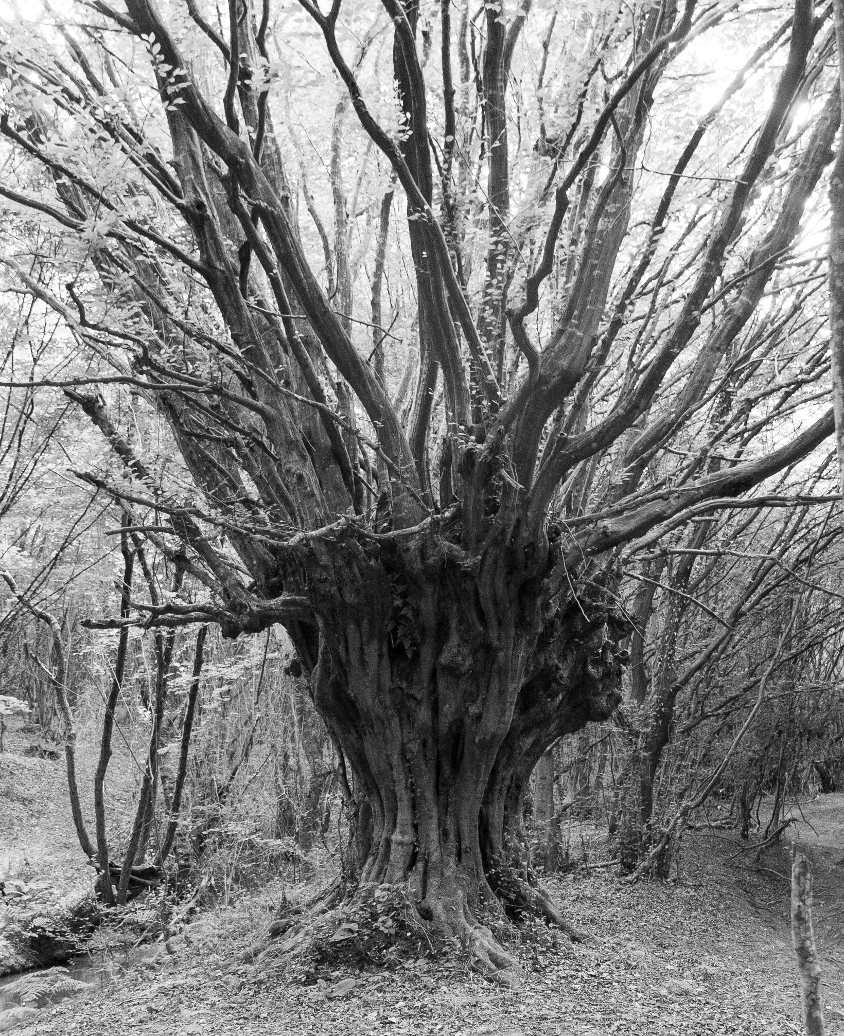the Kozu Deresi Valley: old, presumably once-coppiced tree