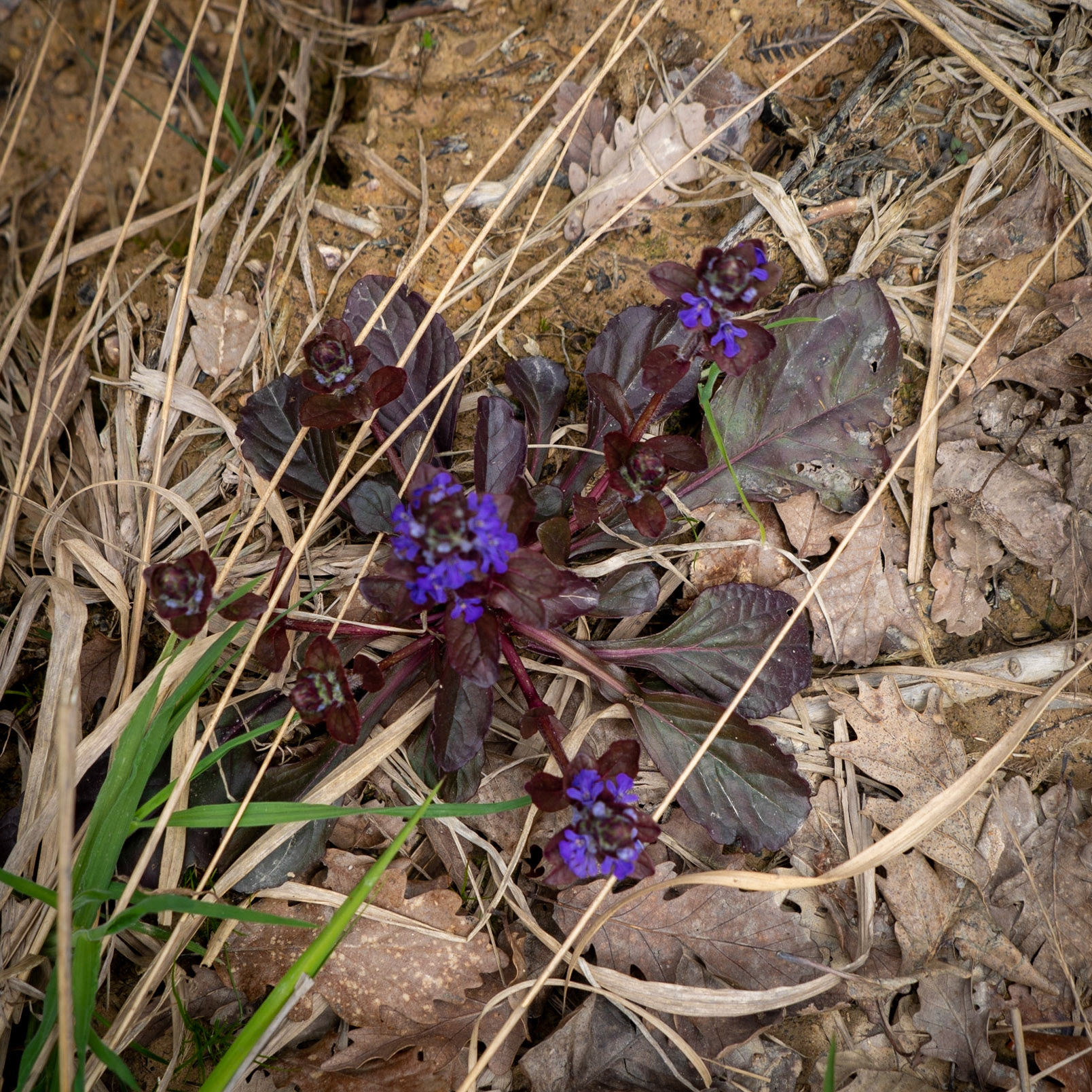 Paşamandıra woodland: purple flowers