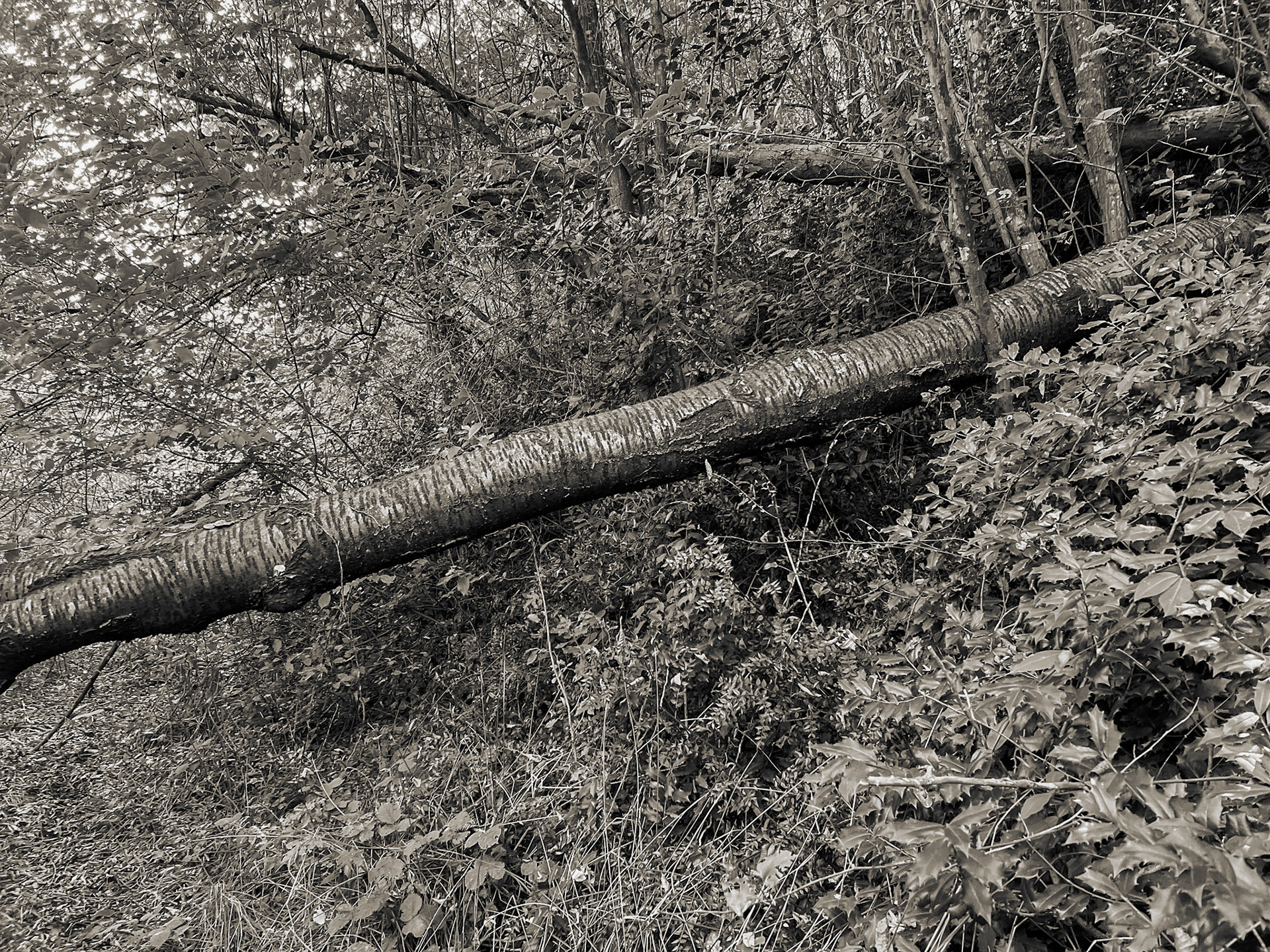 Ayhan Şahenk forest: fallen tree