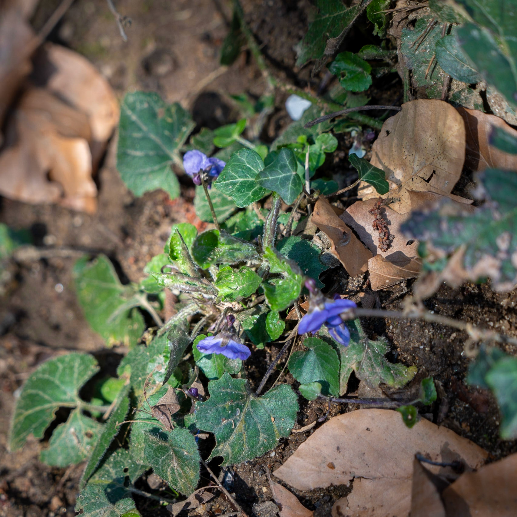 Zerzevat stream valley: violet flowers (violets?)