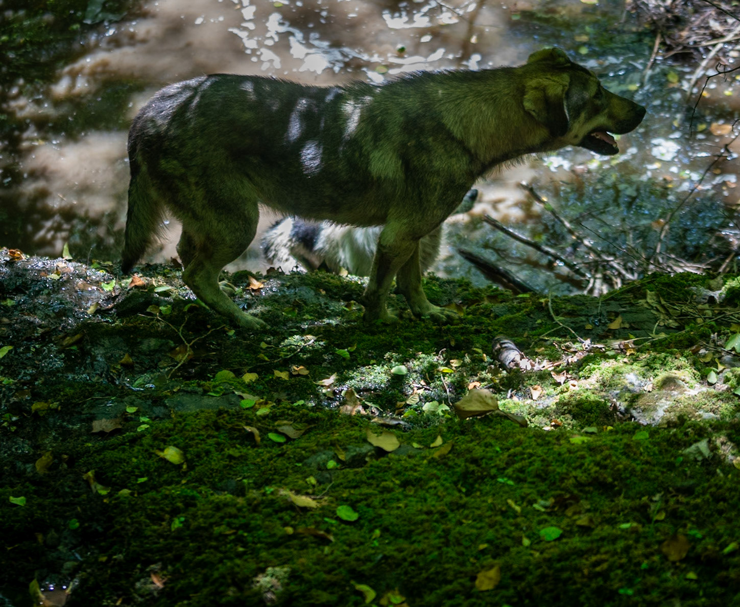 Kılıçlı southeastern stream walk: our other daydog today